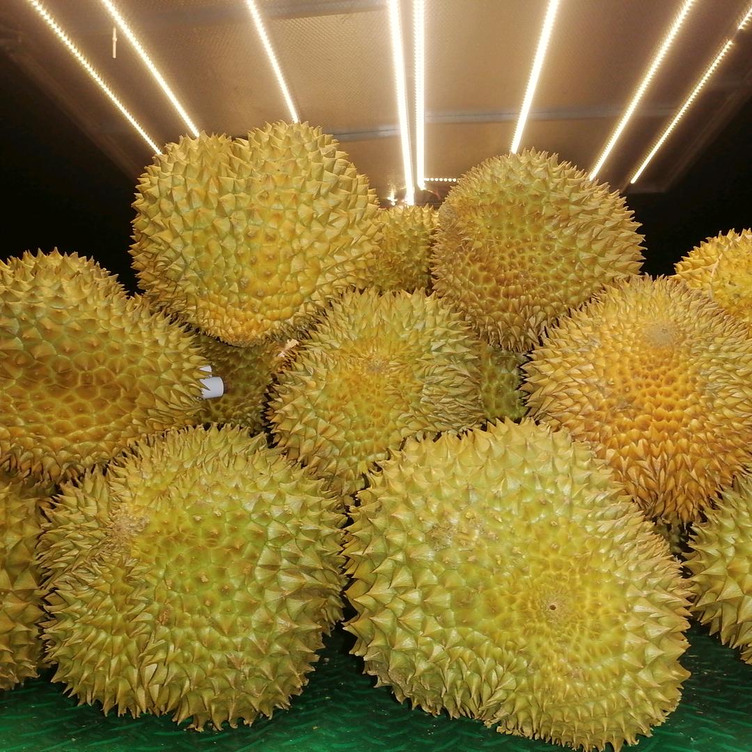 《老罗榴莲》