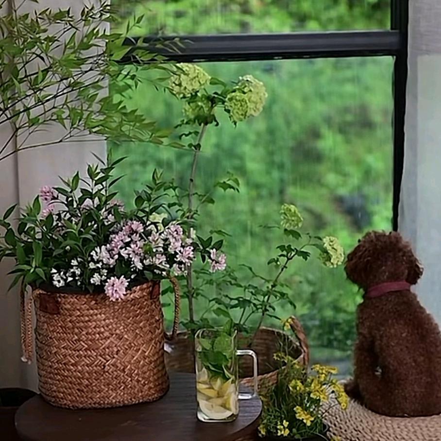 叶子