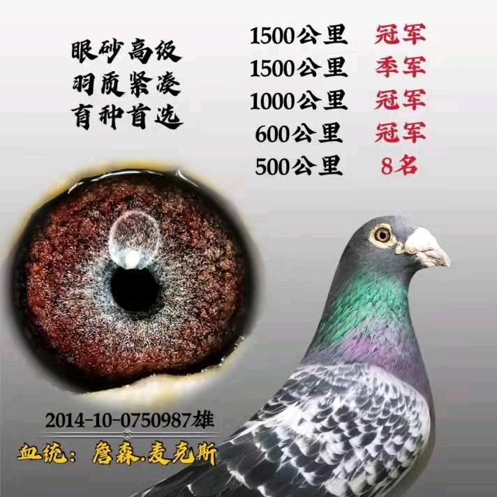 鸿运鸽舍