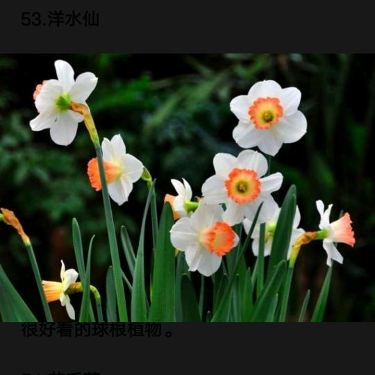开心果