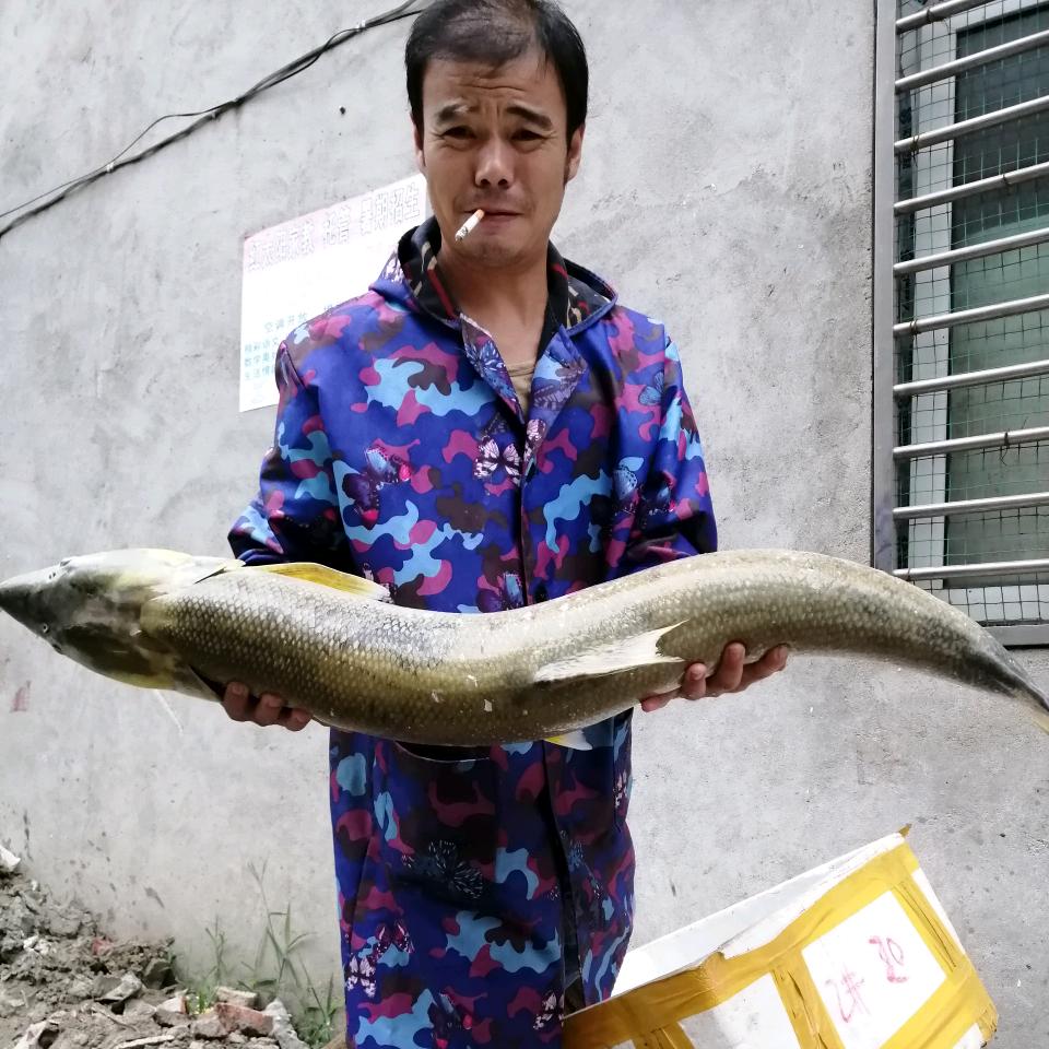 沙牛