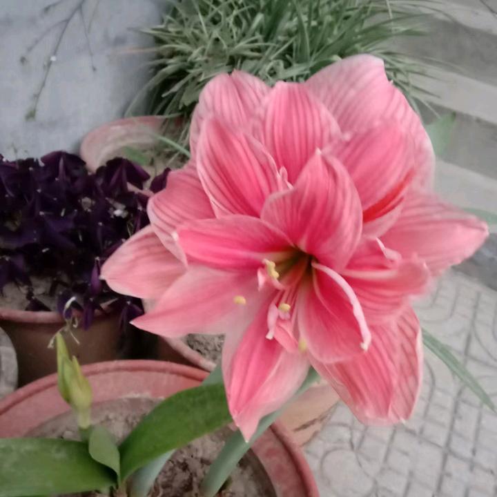 幸福像花
