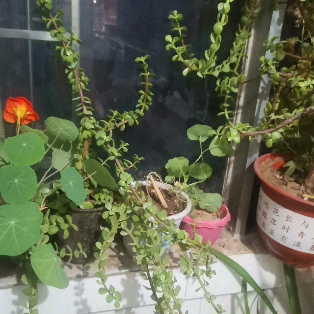 春秀