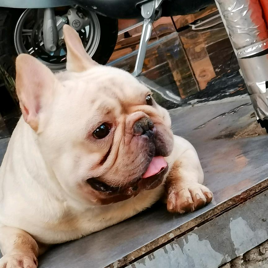 爱上这家萌宠屋