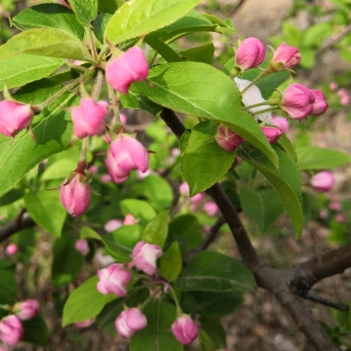 花花