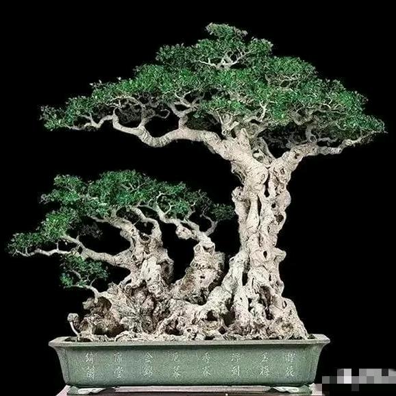 晶胖胖盆景园艺