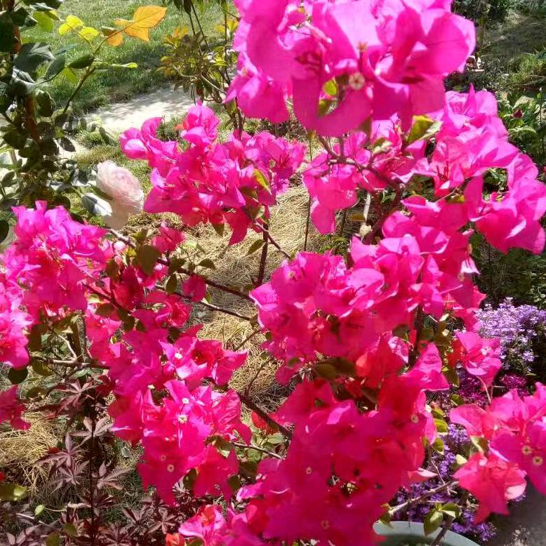 花开富贵j