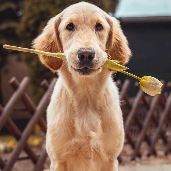 谷丰农资，水滴