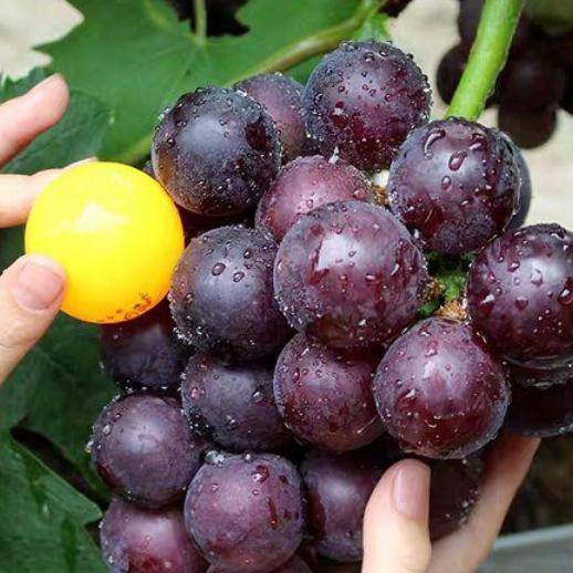 幸福小区的幸福蔬果