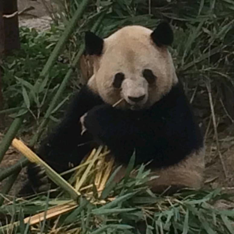 ～熊猫先生