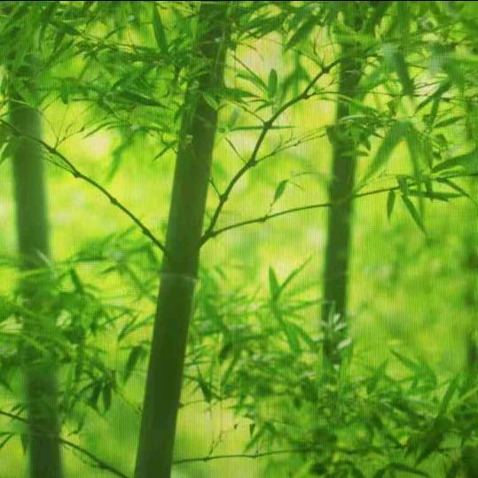 我的柔情你永远不懂