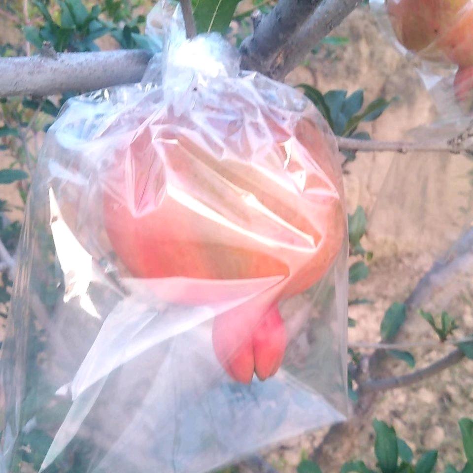 飞虎神鹰