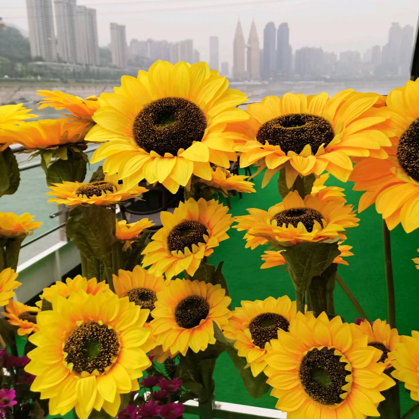 🌻向日葵🌻
