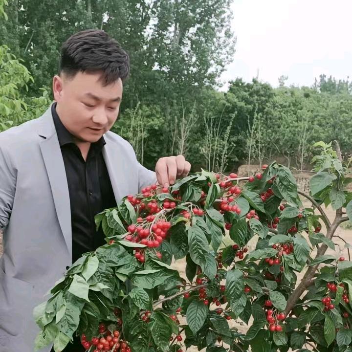 丹富仕肉牛肉羊饲料-@李言发