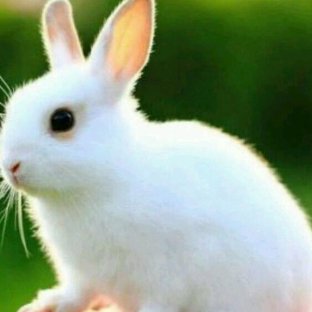 ( ｡• 👅明哥 •｡｀)👑