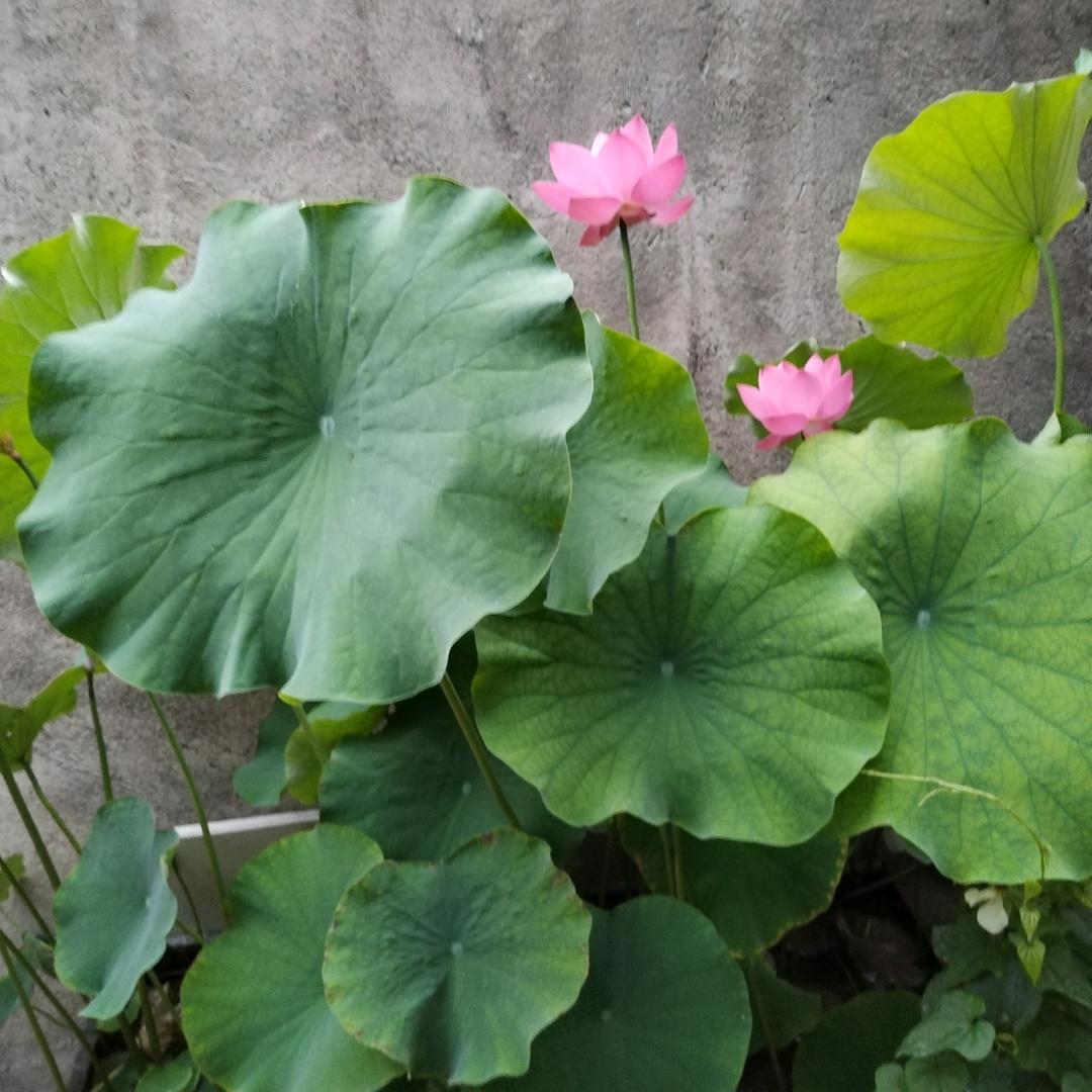 有你无悔