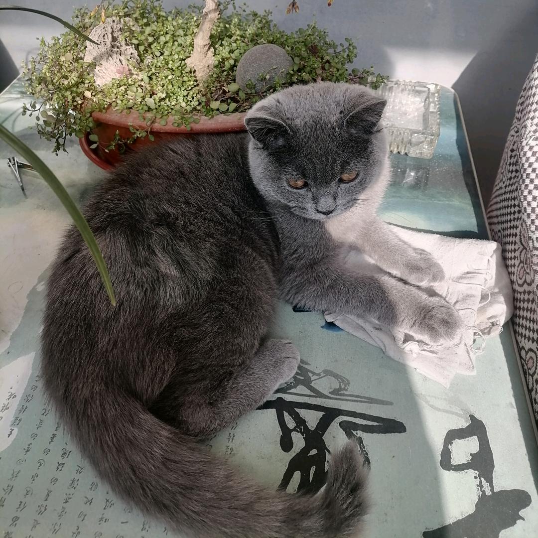 蓝七呀