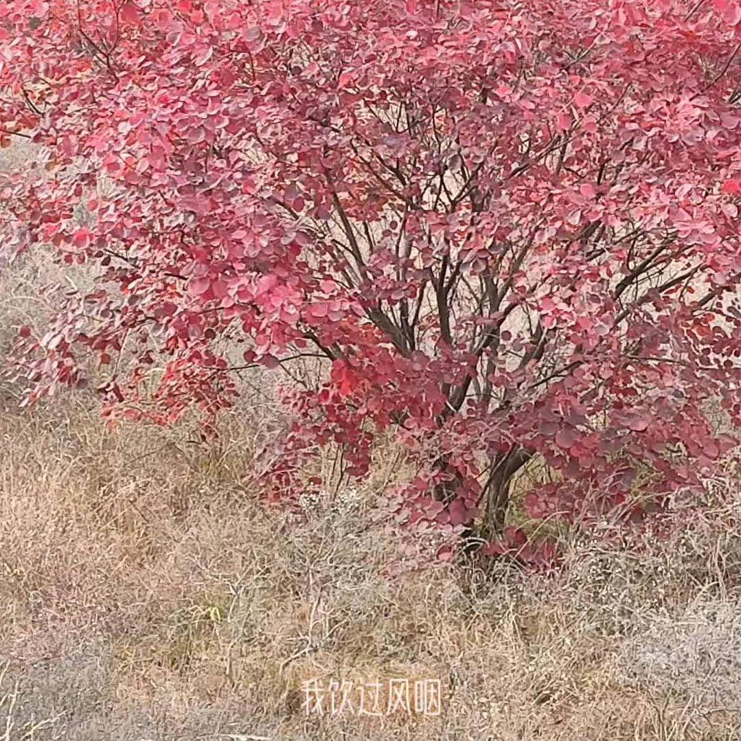 老孙