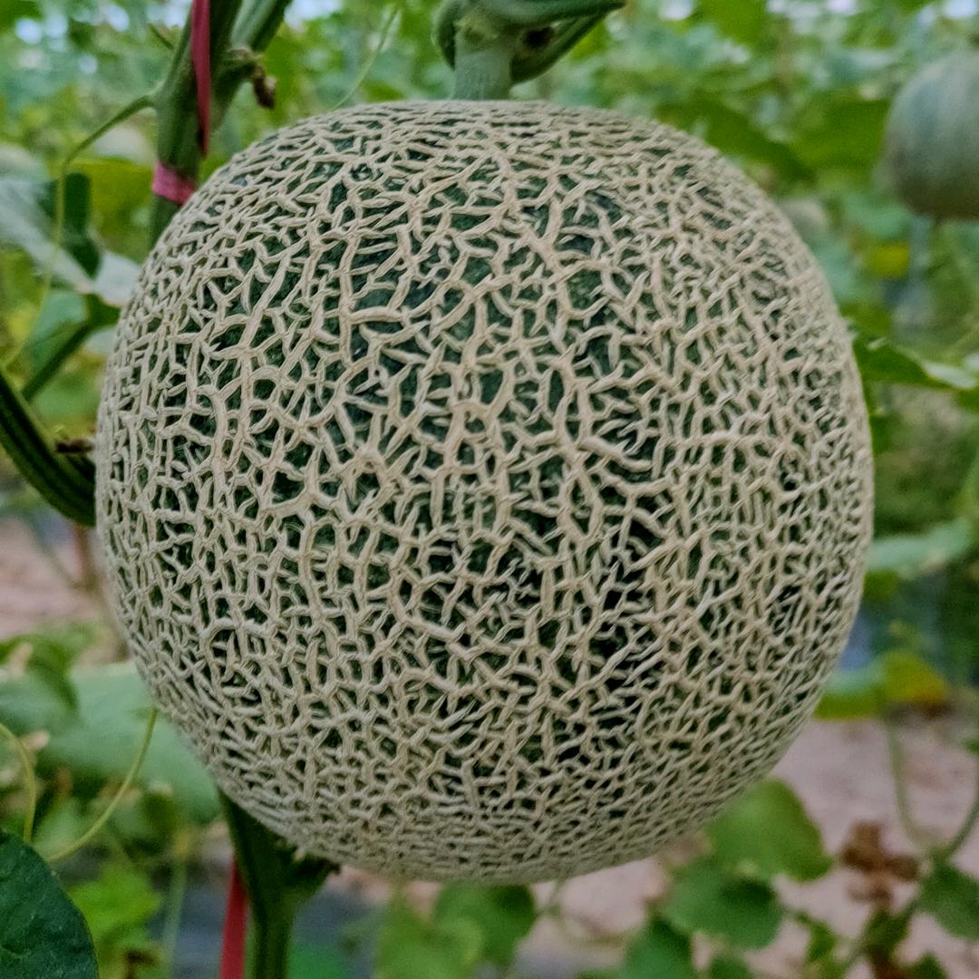 一号蜜瓜