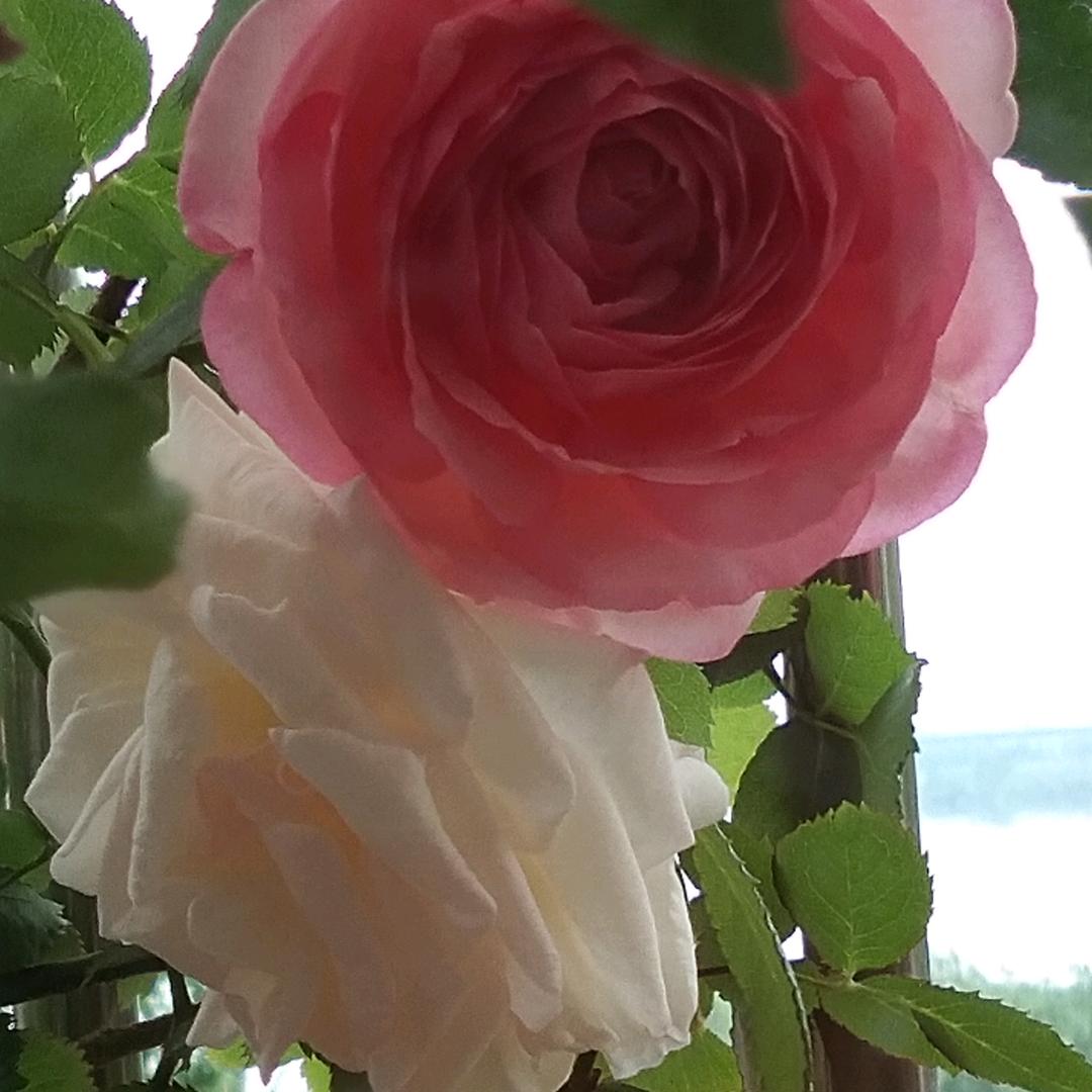 🌸远山如黛鹂🌸