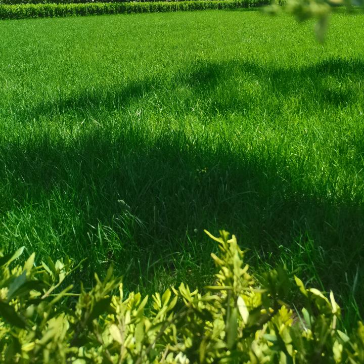 小小青瓜