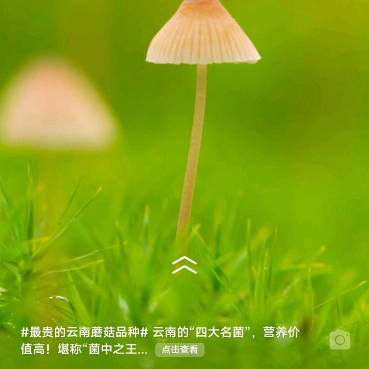 幼娥姐