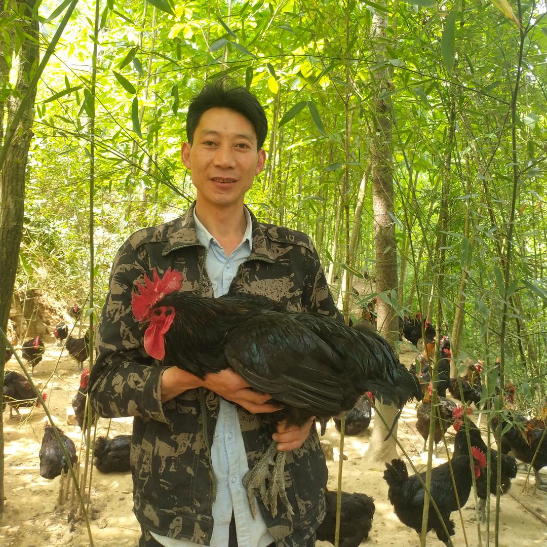 重庆市开州区悬崖天路土鸡养殖