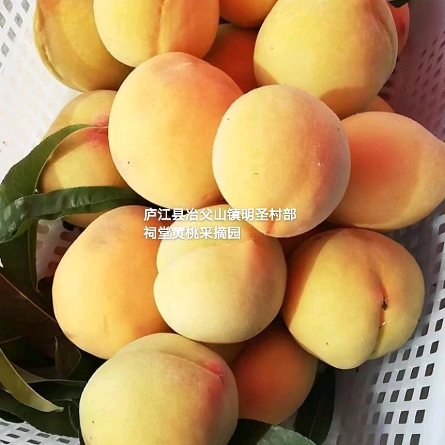 庐江春应家庭农场（黄桃采摘季）