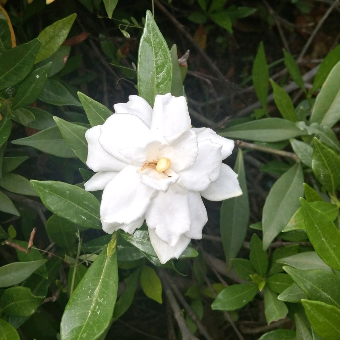 顺顺aip