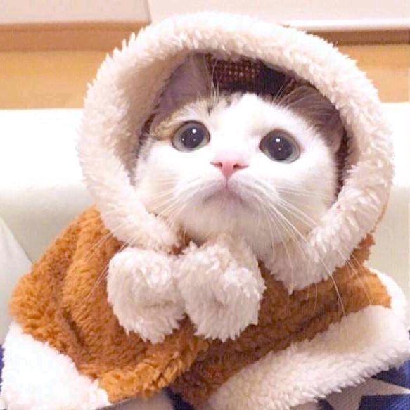 融化的雪🌴🌴