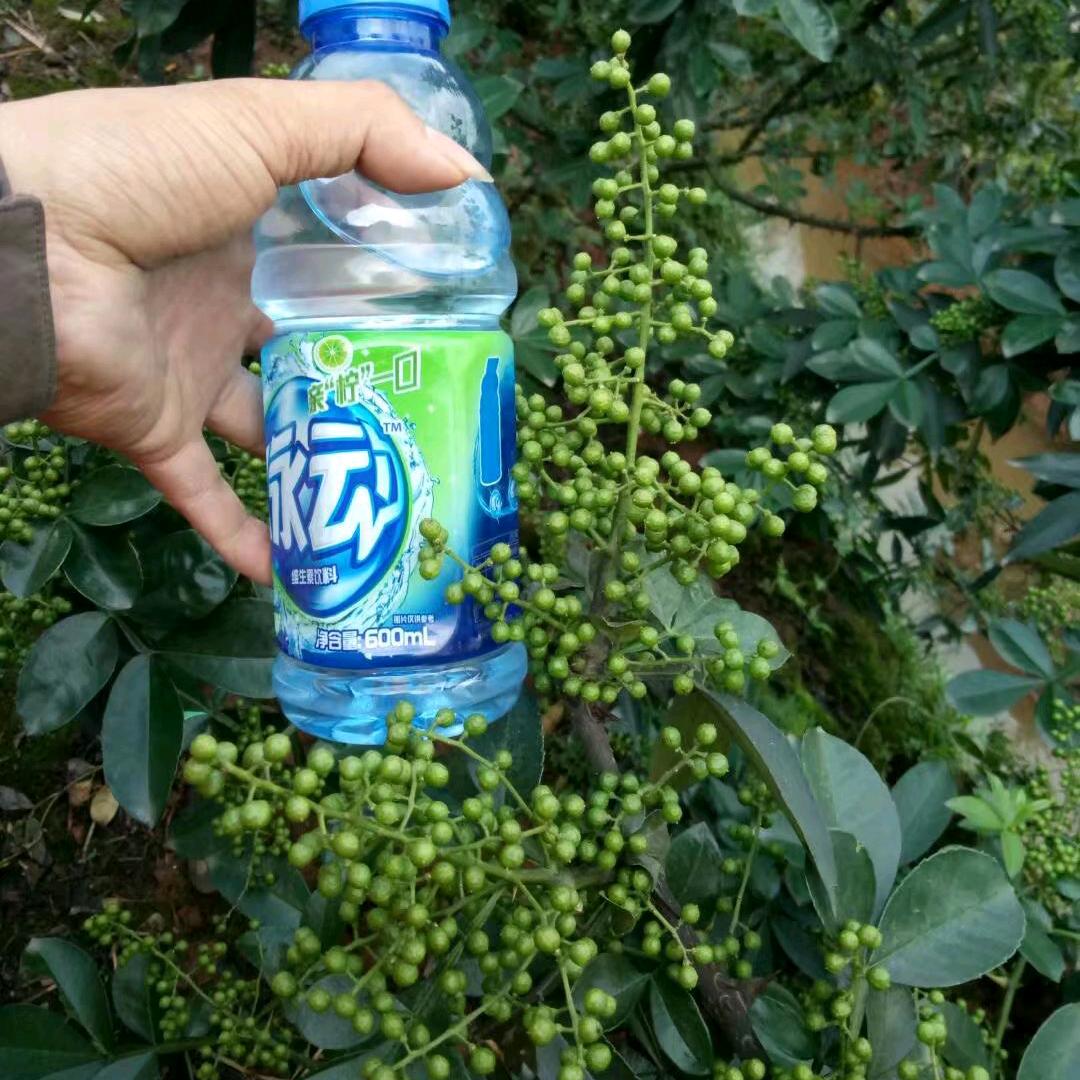 农瑞花椒之家
