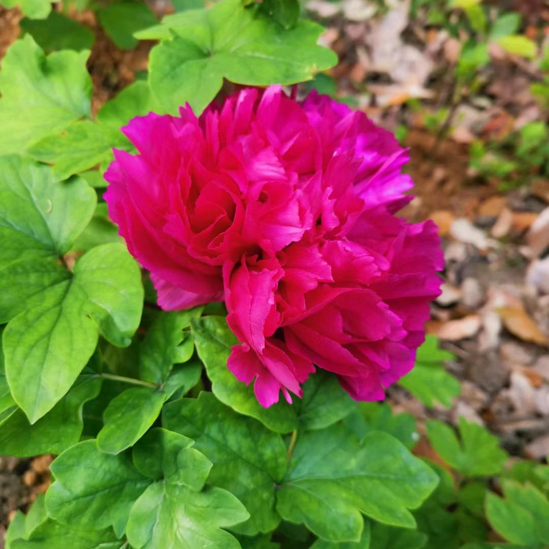 春暖花开