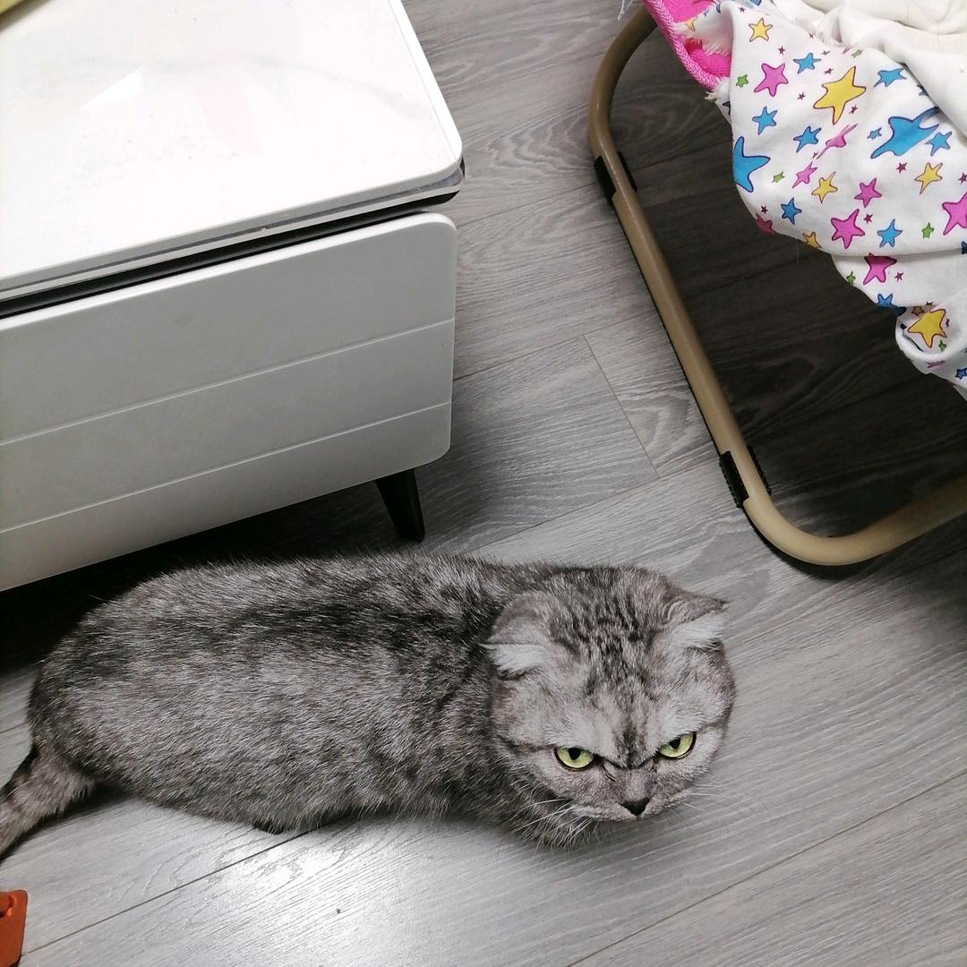 燕燕