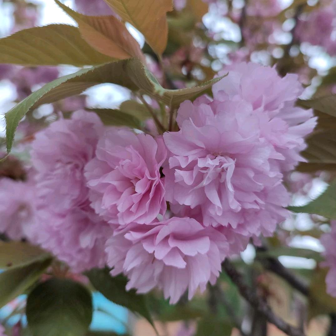 云端    用户605149105477