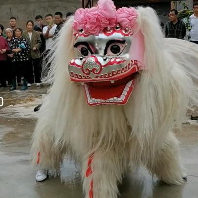 河南濮阳小白狮龙威舞狮团