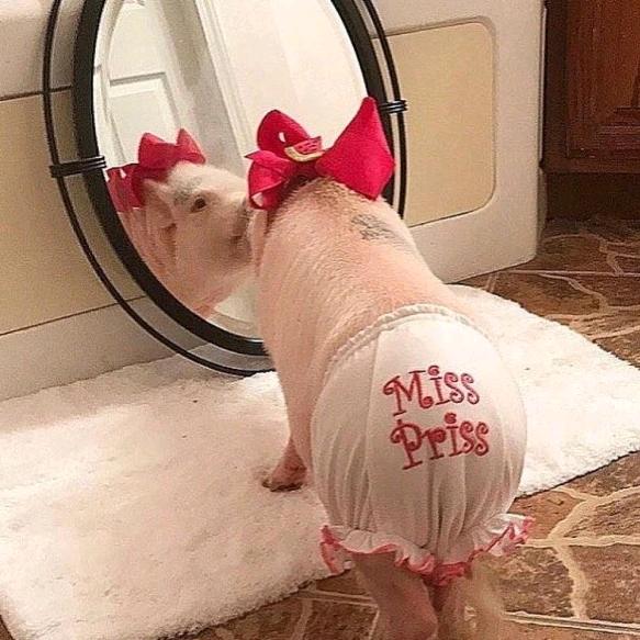 达科特儿(一间小屋)