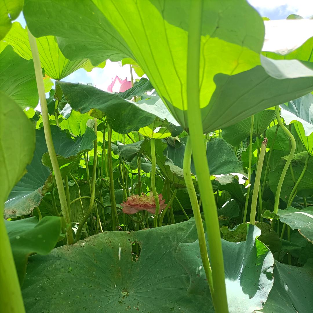 小鱼( ͡°❥ ͡°)🦈