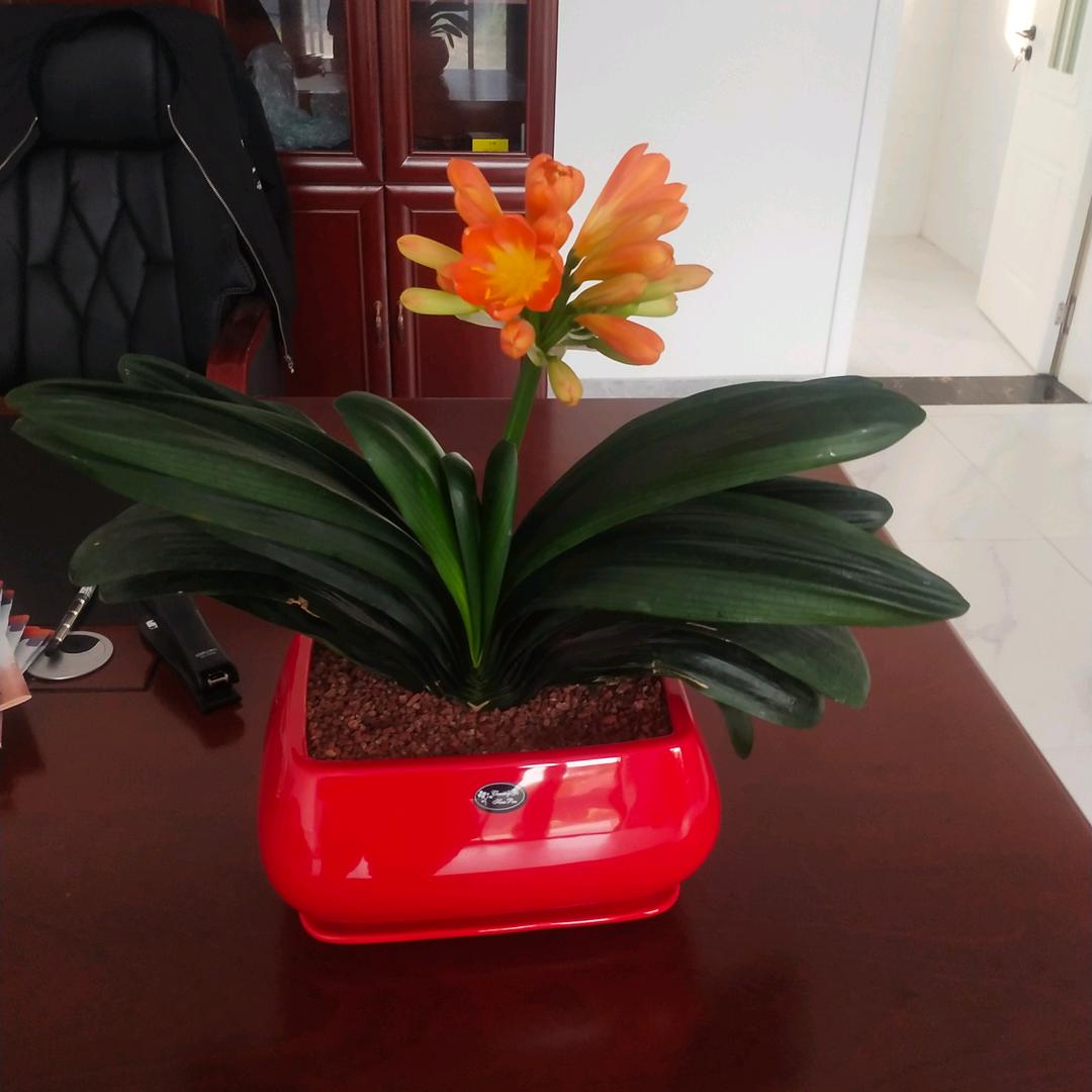 乌兰布统浏阳烟花