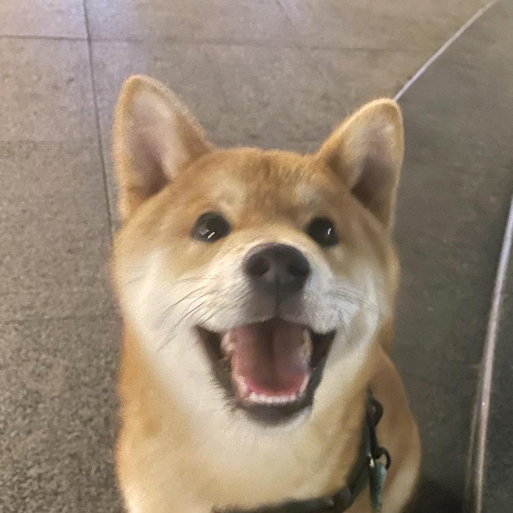 柴の顺顺