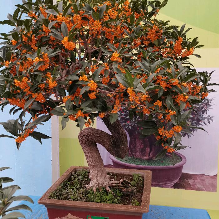 桂花一姐盆景园