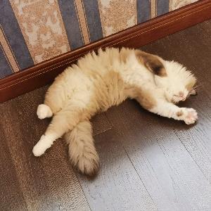 阳光男孩小丑熊