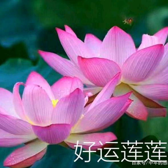 好运来到