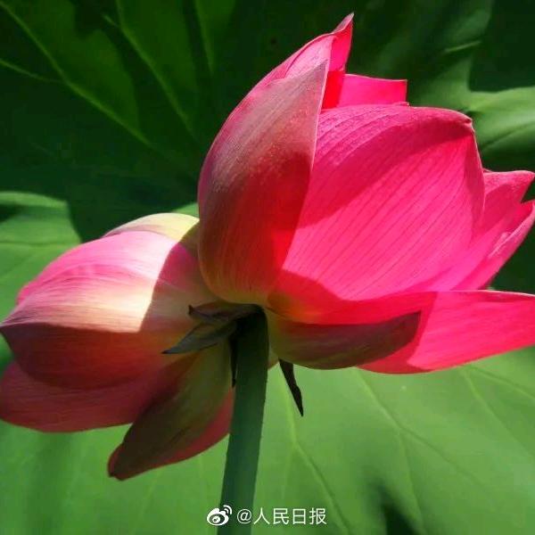 英