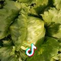 A生菜球   生财球