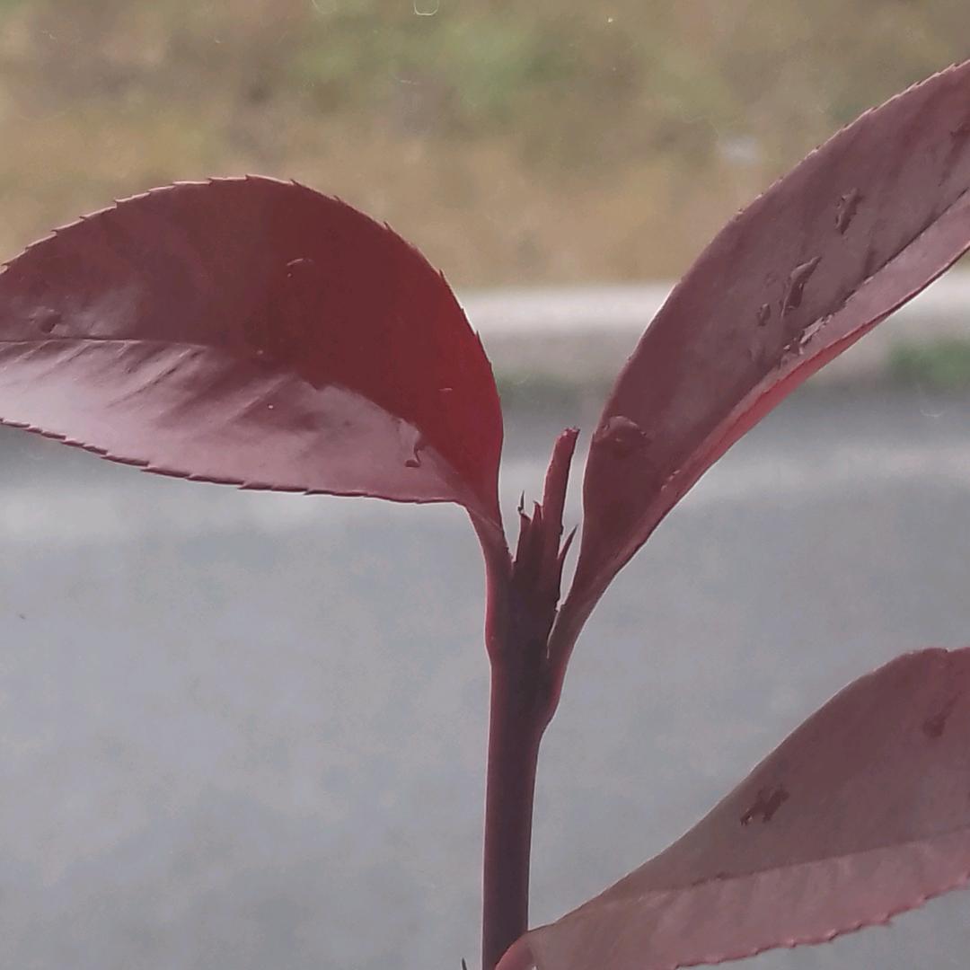 累