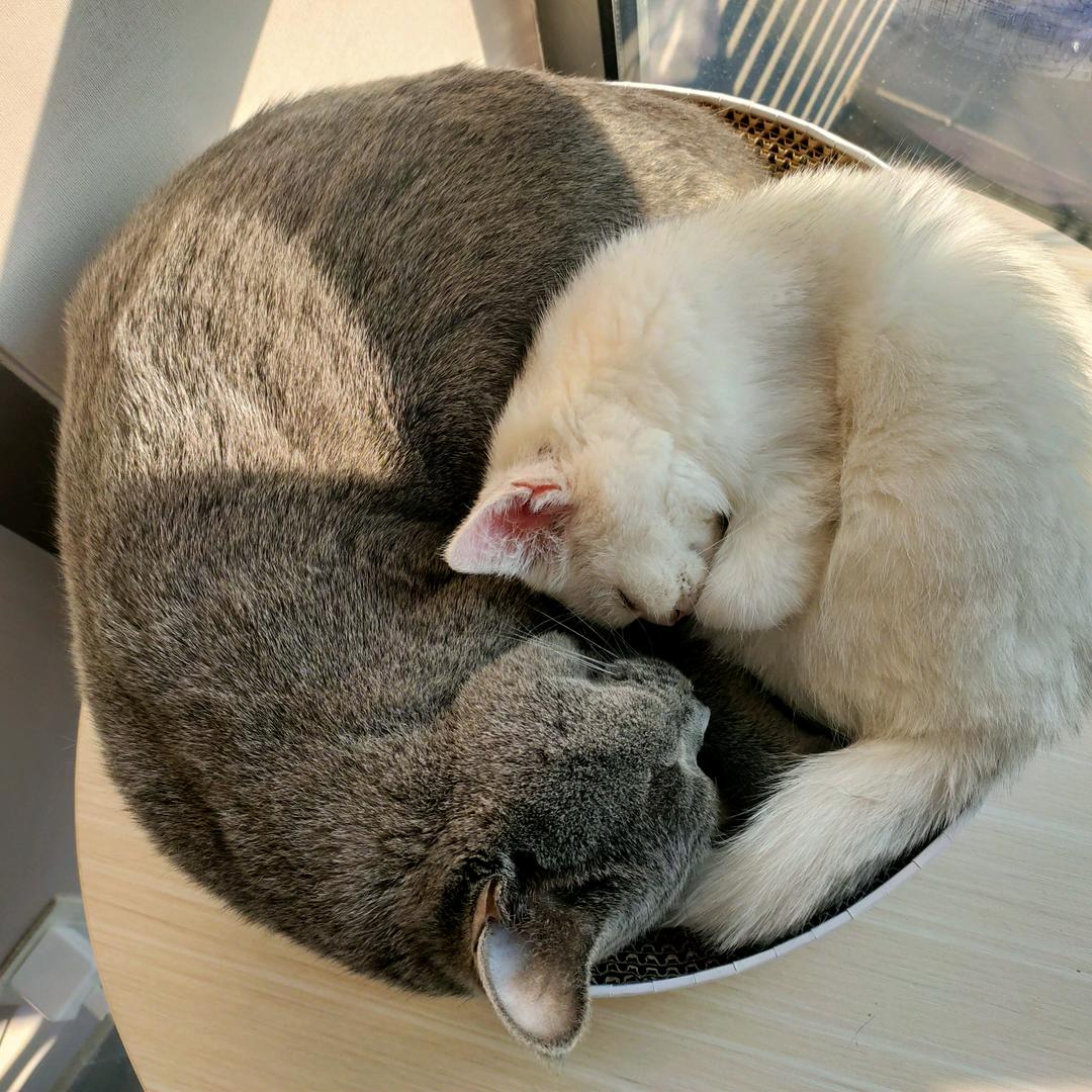 爆款猫🐱头像