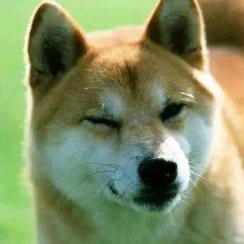 无聊的狼