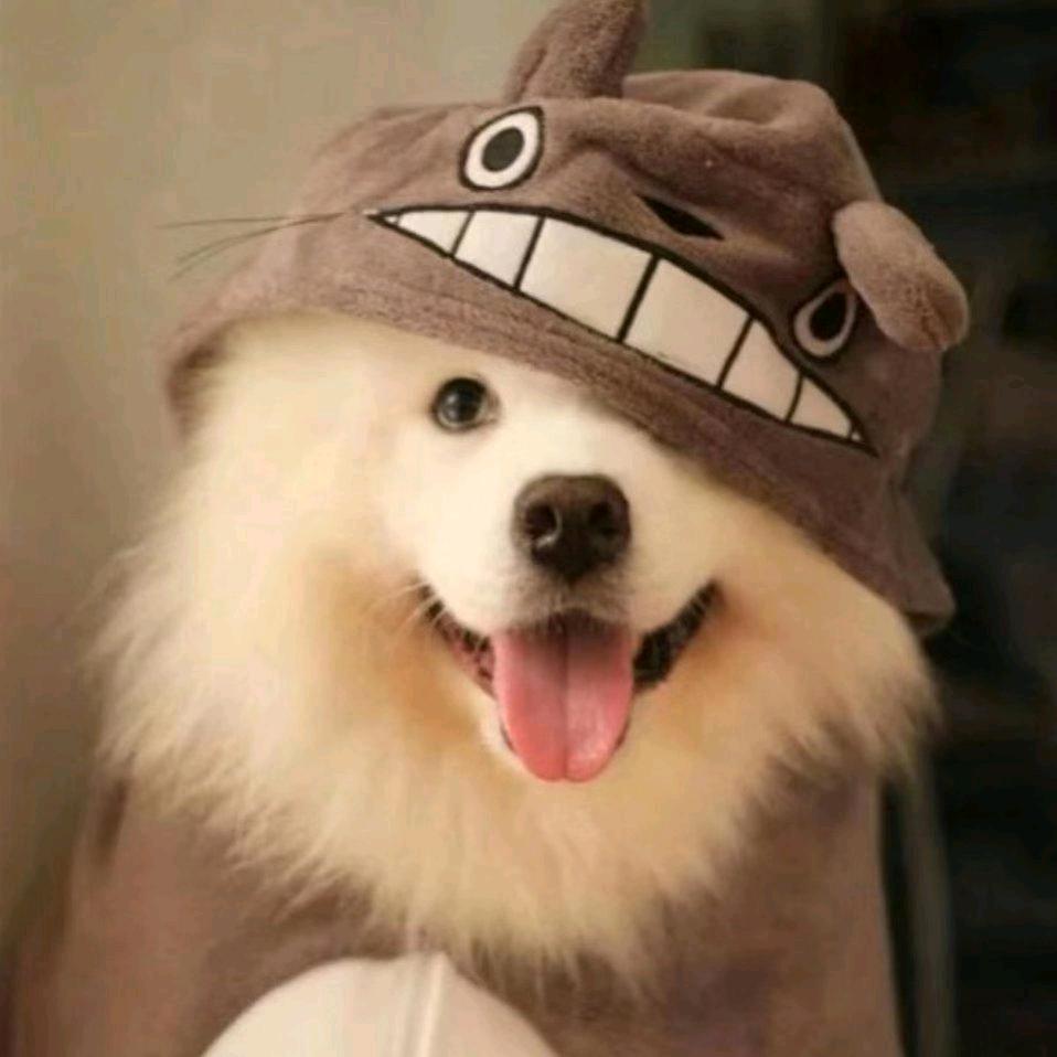 佳洁美华宠物用品专卖店