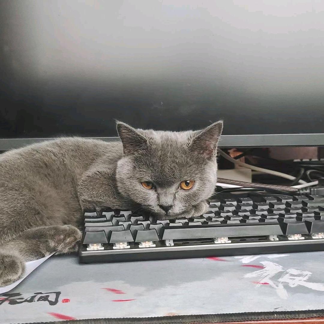 大当家