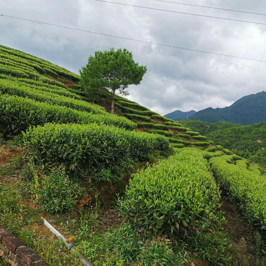 阿星的茶